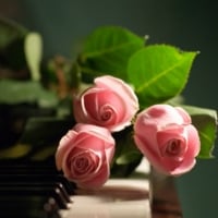 Three Pink Roses