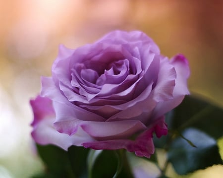 Beautiful Rose - purple, nature, rose, bloom