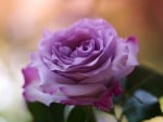 Beautiful Rose