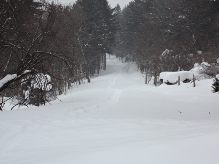 winter walk way - snow, trees, winter, nature