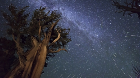 meteor shower over trees - trees, meteors, night, stars