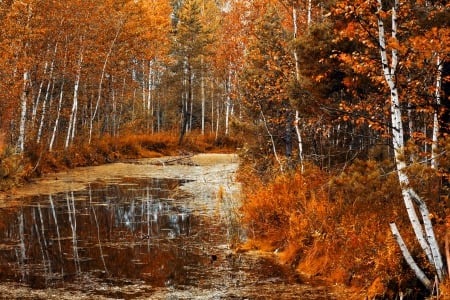 Aspens at Autumn - fall, river, trees, color, leaves