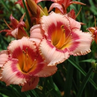 Strawberry Candy Daylily