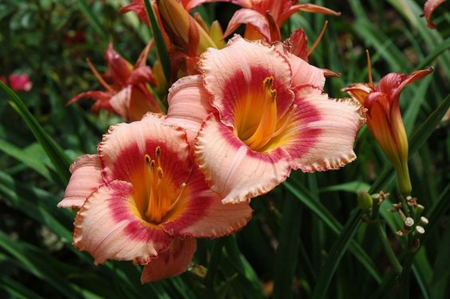 Strawberry Candy Daylily - flowers, daylily, petals, nature