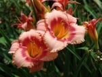 Strawberry Candy Daylily