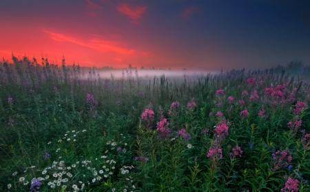 Splinded - flowers, nature, amazing, sunset