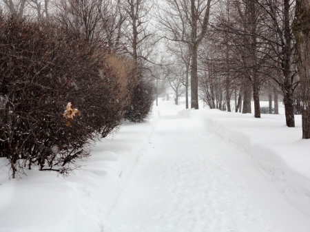 winter in the park - snow, trees, winter, park