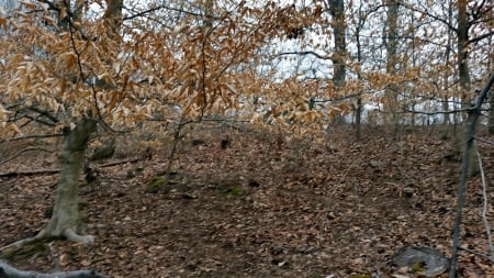 Bluff Hill - bluff, nature, rurual, tennessee