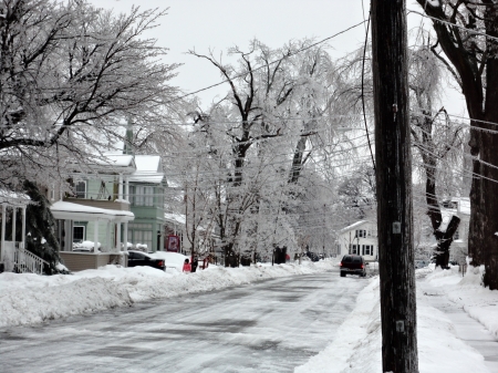 ice storm - snow, ice, trees, winter