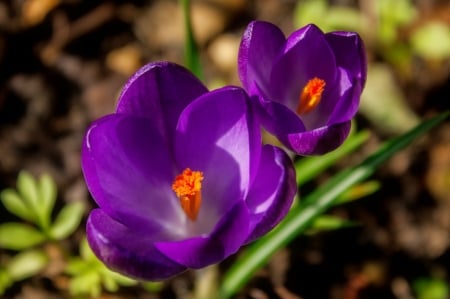 Spring flowers - flowers, pretty, beautiful, spring, freshness, crocus