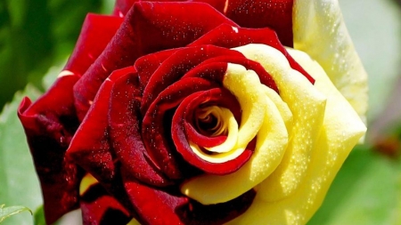 two colored rose - two colored, flowers, still life, rose