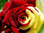 two colored rose