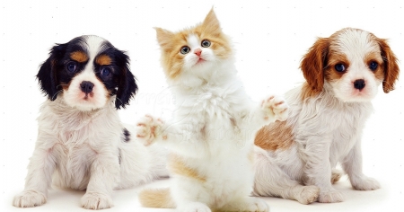 cute puppies and kitten