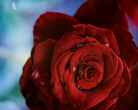 Red Rose - red, flower, rose, bloom