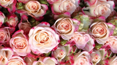 Beautiful Roses - flowers, roses, pink, bloom