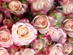 Beautiful Roses