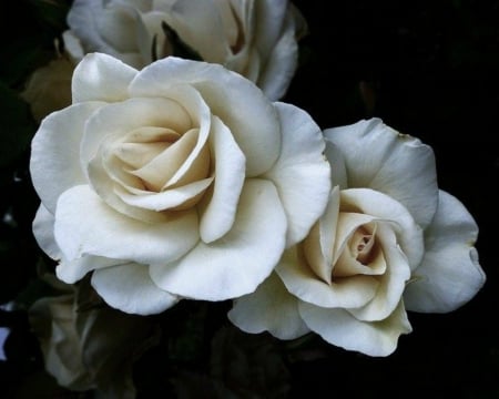 Beautiful Roses - white, petals, nature, rose