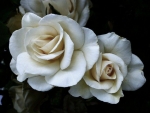 Beautiful Roses