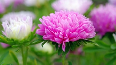 Beautiful Flower - flower, pink, nature, bloom