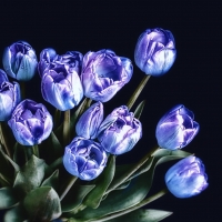 violet tulips