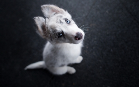 Puppy - white, animal, cute, australian shepherd, puppy, blue eyes, dog