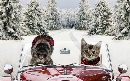 Happy Holidays! - winter, snow, dog, holidays, cat, christmas, white, animal, car, craciun, red, card