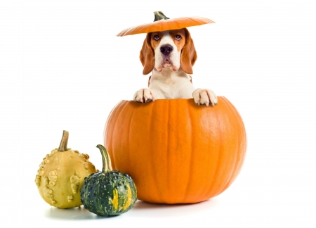 Happy Halloween! - yellow, dog, pumpkin, orange, white, animal, funny, green, halloween, cute, thanksgiving, card