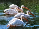 pelicans