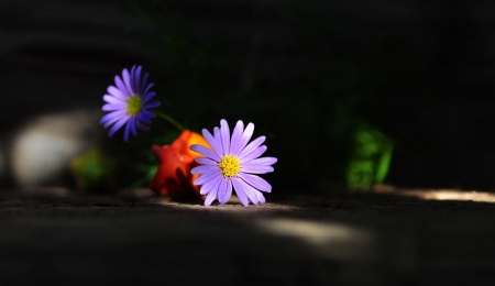 Purple love - flower, still life, purple, beautiful