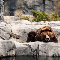 Grizzly bear