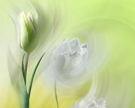 Flower Art - nature, art, flowers, soft