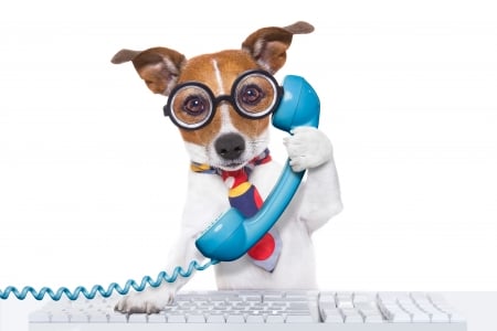 Hallo! - tie, blue, dog, white, animal, glasses, funny, puppy, jack russell, phone, terrier