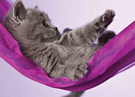 Kitten - hammock, pink, sweet, rachael hale, cat, animal, purple, kitten, paw, cute