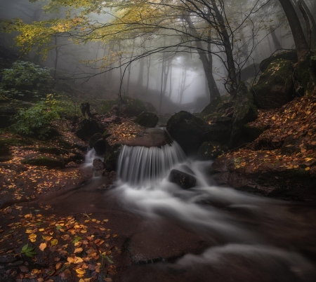 In the forest - nature, tree, forest, waterfall