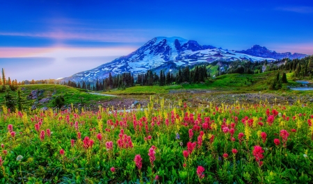 Mountain wildflowers - sky, freshness, mountain, landscape, hills, colorful, meadow, spring, pretty, beautiful, wildflowers