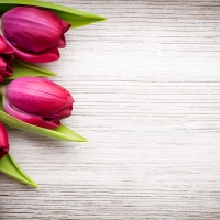 Tulips background