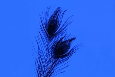 Feathers on Blue - feather, abstract, feathers, blue