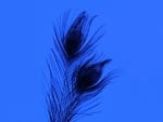 Feathers on Blue