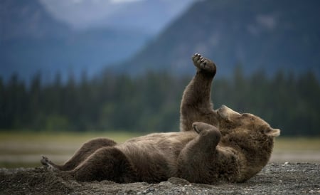 Bear - mammals, bear, brown, caniforms