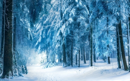 Cold Winter Day - snow, trees, winter, nature