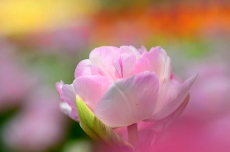 Pink Beauty - flower, petals, pink, nature