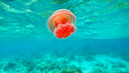 JELLY FISH - ocean, underwater view, plain, fish, clear, sea, rocks, waves