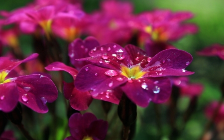 Beautiful Flowers - flowers, pink, nature, bloom