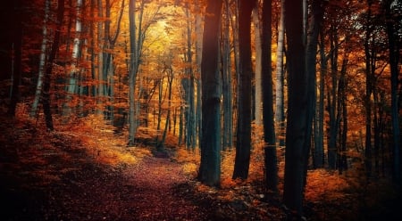 Autumn Forest - nature, autumn, forest, trees