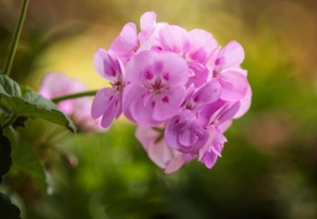 Beautiful Flowers - flowers, petals, nature, bloom