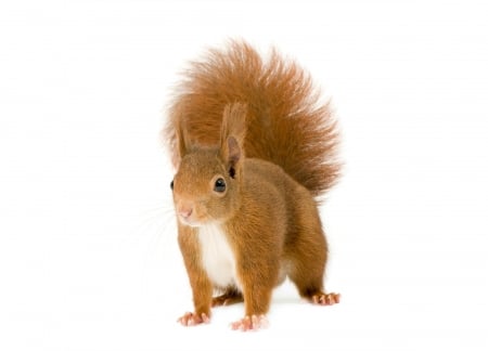 Squirrel - white, red, animal, squirrel, cute