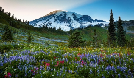 Mount Rainier NP, Washington - volcano, trees, blossoms, landscape, mountain, flowers