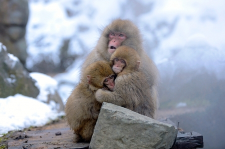 Family - winter, monkey, animals, beautiful