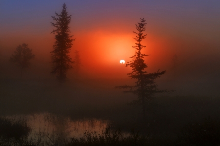 Just Wonderful - sunset, nature, tree, amazing