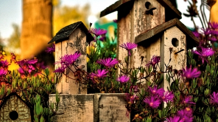 Pretty Flowers - Garden, Wood, Nature, Flowers